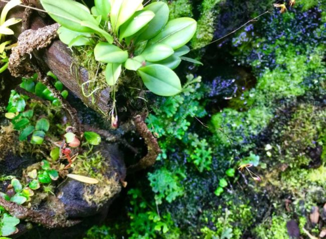 Vivarium Scaping Services